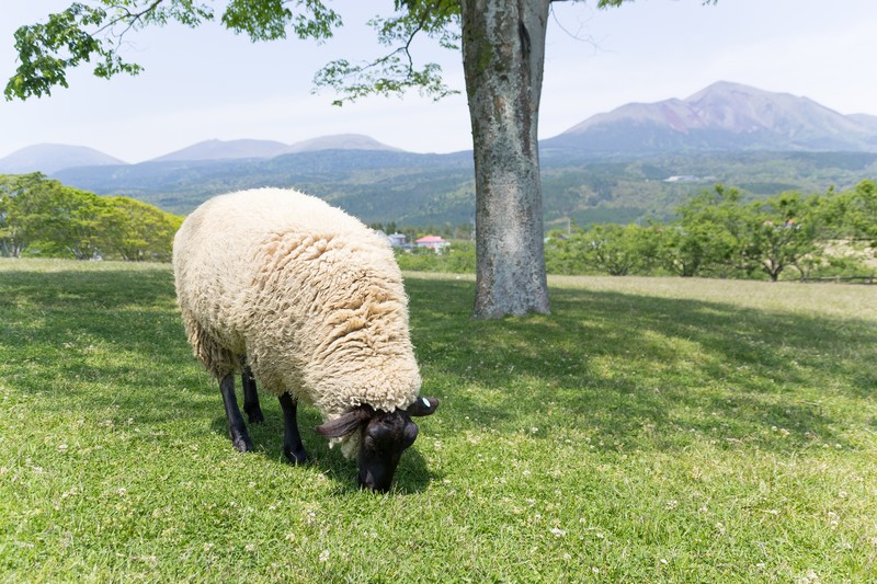 なぜ、佩（ハク・hac）の素材はウール100%なのか